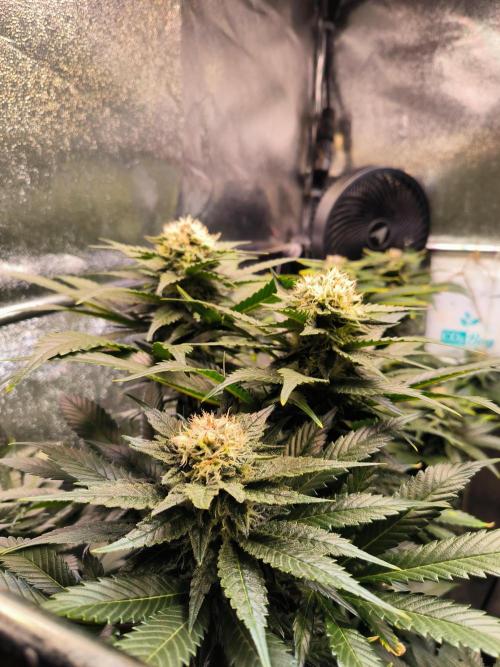 dognabis #15 Dognabiscup Permanent Maker. Week 12