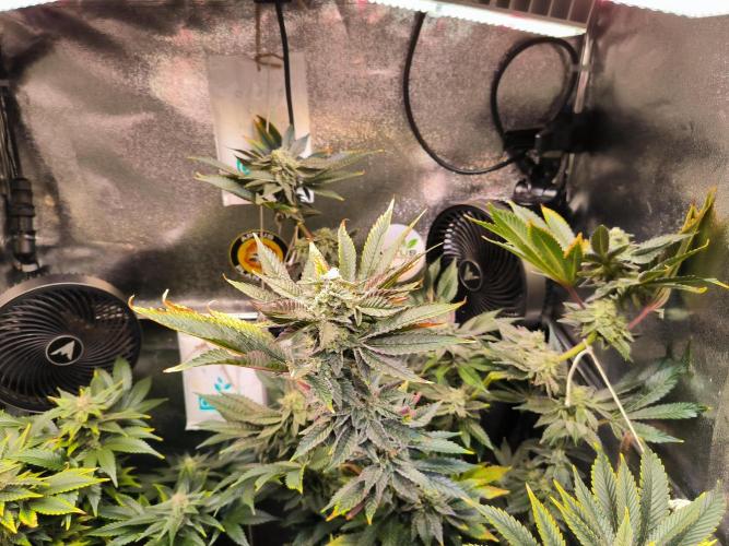 dognabis #15 Dognabiscup Permanent Maker. Week 12