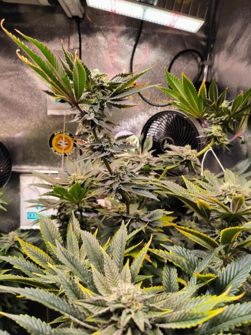 dognabis #15 Dognabiscup Permanent Maker. Week 12