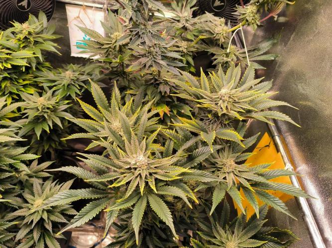 dognabis #15 Dognabiscup Permanent Maker. Week 12