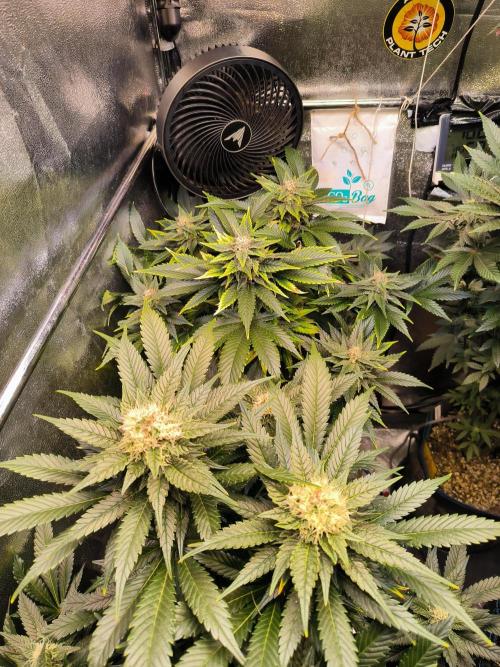 dognabis #15 Dognabiscup Permanent Maker. Week 12