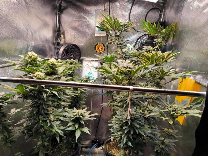 dognabis #15 Dognabiscup Permanent Maker. Week 12