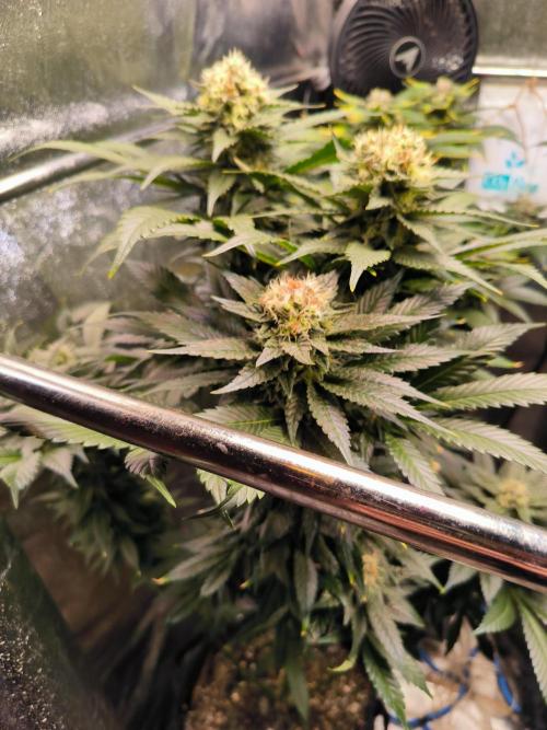 dognabis #15 Dognabiscup Permanent Maker. Week 13