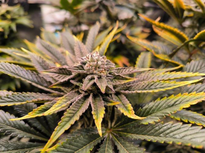 dognabis #15 Dognabiscup Permanent Maker. Week 13