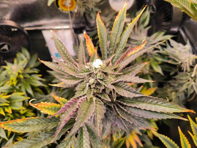 dognabis #15 Dognabiscup Permanent Maker. Week 13