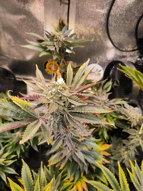 dognabis #15 Dognabiscup Permanent Maker. Week 13