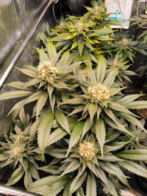 dognabis #15 Dognabiscup Permanent Maker. Week 13