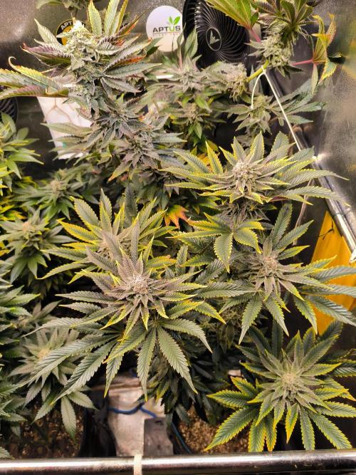 dognabis #15 Dognabiscup Permanent Maker. Week 13