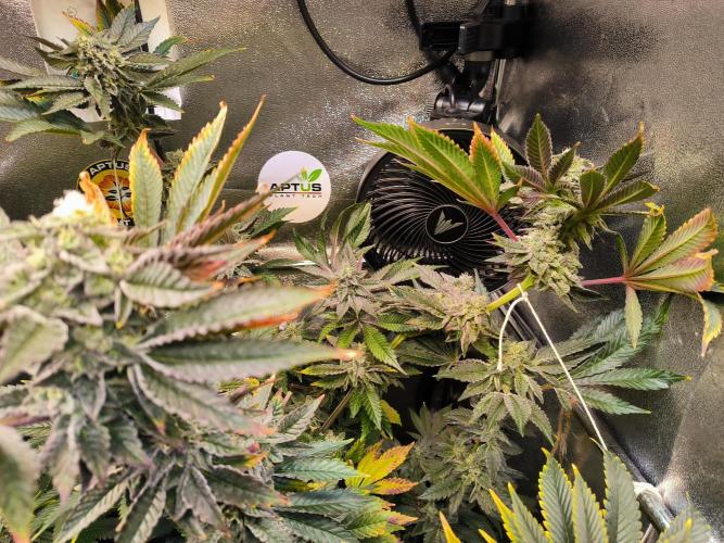 dognabis #15 Dognabiscup Permanent Maker. Week 13