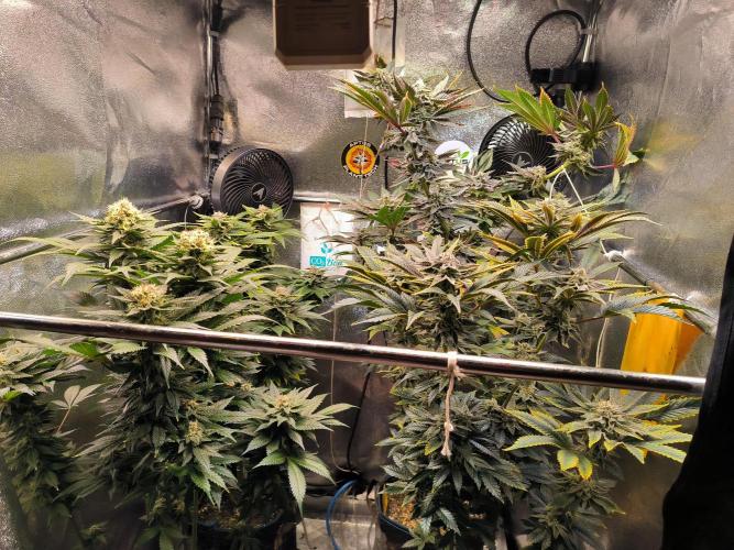 dognabis #15 Dognabiscup Permanent Maker. Week 13