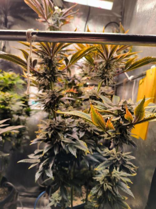 dognabis #15 Dognabiscup Permanent Maker. Week 14