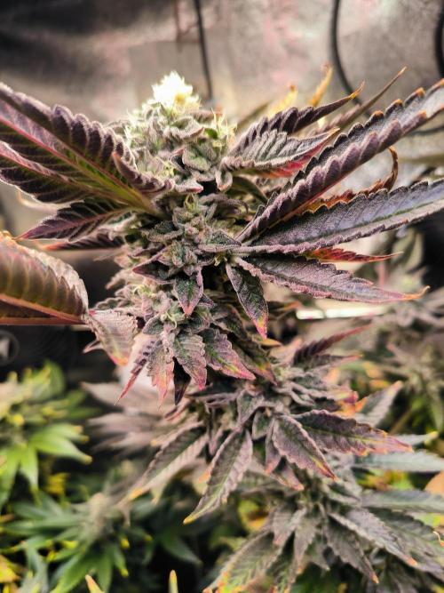 dognabis #15 Dognabiscup Permanent Maker. Week 14