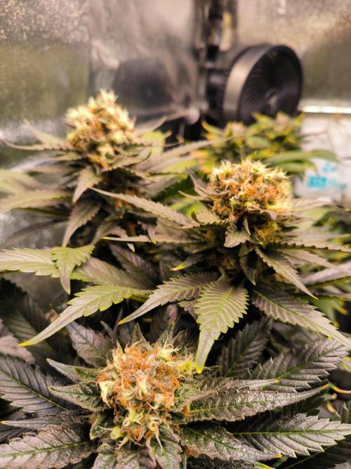 dognabis #15 Dognabiscup Permanent Maker. Week 14