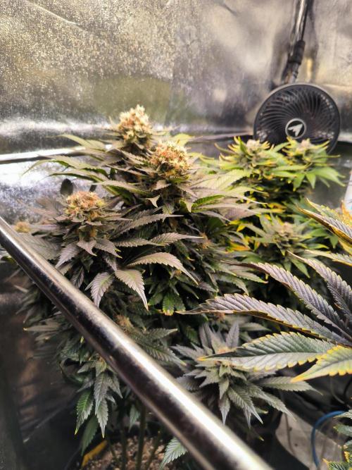 dognabis #15 Dognabiscup Permanent Maker. Week 14