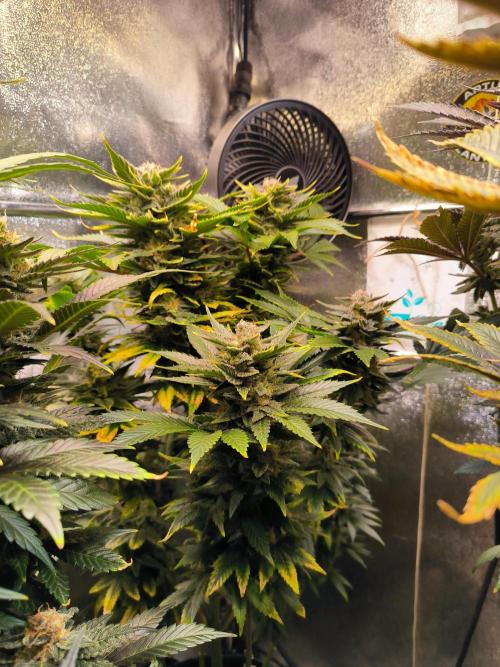 dognabis #15 Dognabiscup Permanent Maker. Week 14