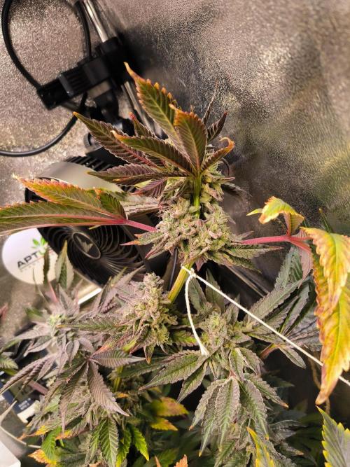 dognabis #15 Dognabiscup Permanent Maker. Week 14