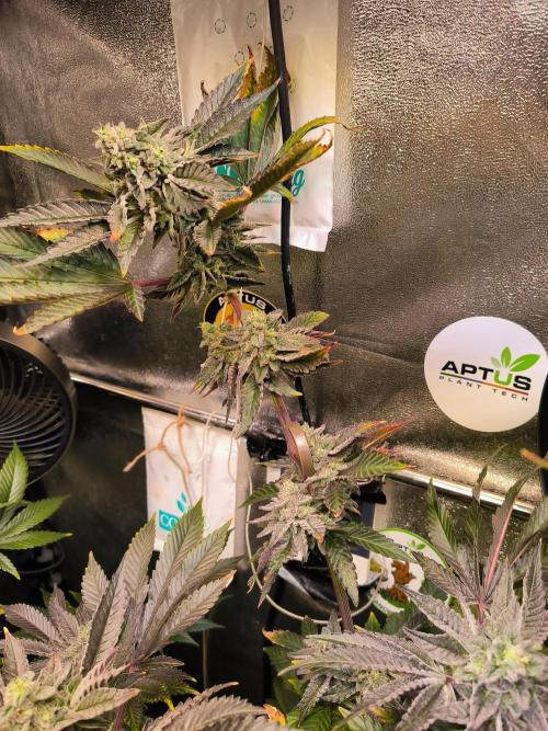 dognabis #15 Dognabiscup Permanent Maker. Week 14