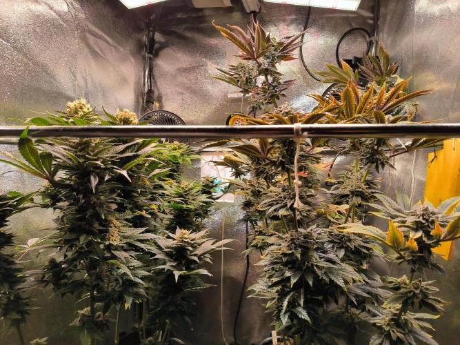 dognabis #15 Dognabiscup Permanent Maker. Week 14