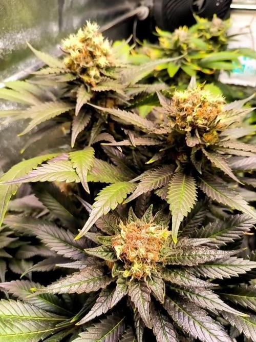 dognabis #15 Dognabiscup Permanent Maker