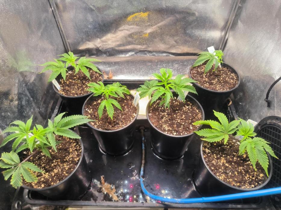 Colorado Nightshifter #11. Week 2