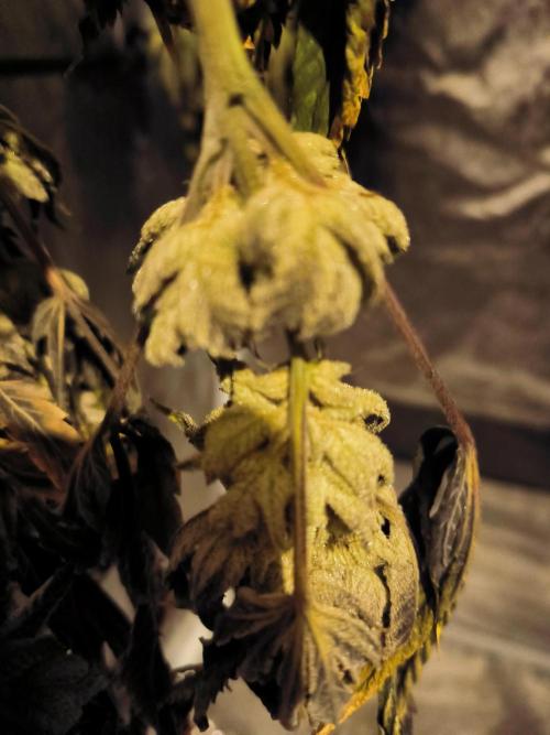 dognabis #15 Dognabiscup Permanent Maker. Week 15