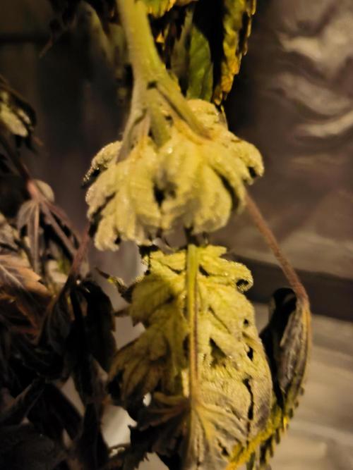 dognabis #15 Dognabiscup Permanent Maker. Week 15