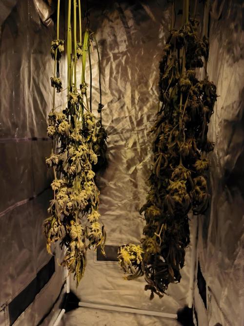 dognabis #15 Dognabiscup Permanent Maker. Week 15