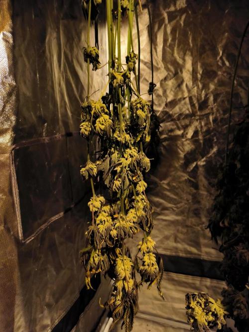 dognabis #15 Dognabiscup Permanent Maker. Week 15