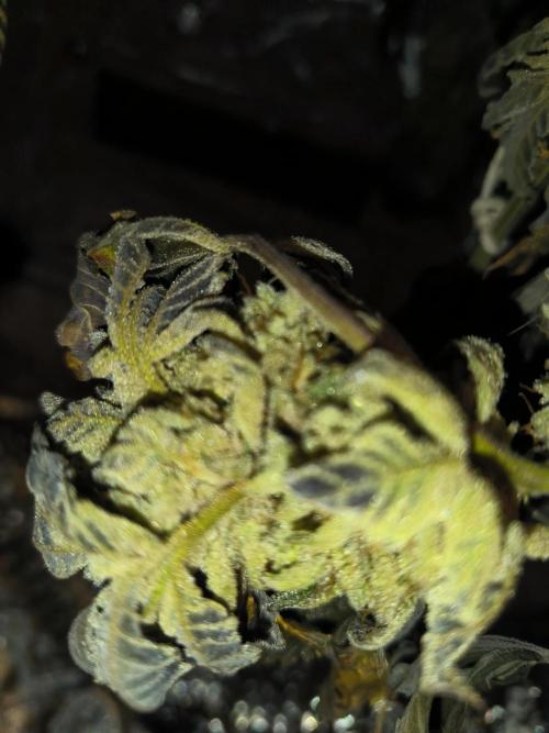 dognabis #15 Dognabiscup Permanent Maker. Week 15