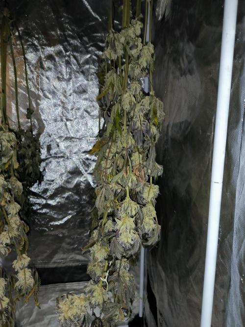 dognabis #15 Dognabiscup Permanent Maker. Week 15