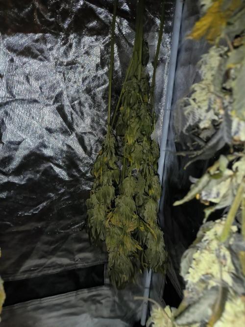 dognabis #15 Dognabiscup Permanent Maker. Week 15