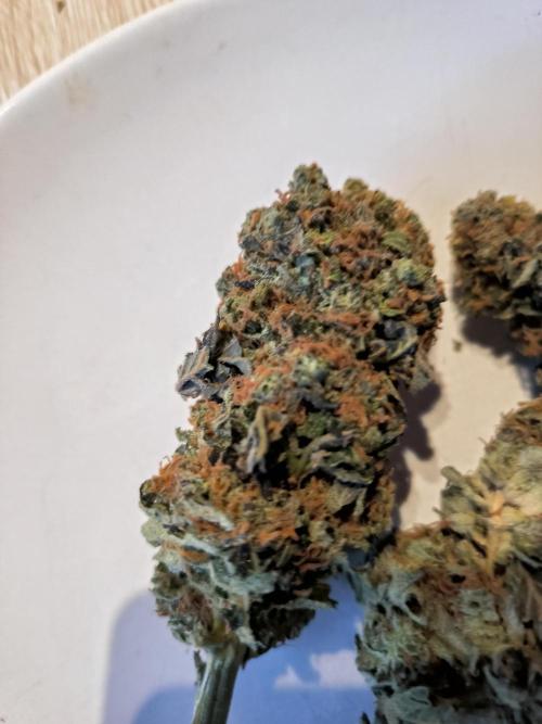 dognabis #15 Dognabiscup Permanent Maker. Week 15