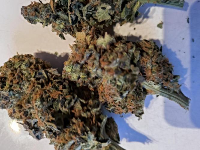 dognabis #15 Dognabiscup Permanent Maker. Week 15