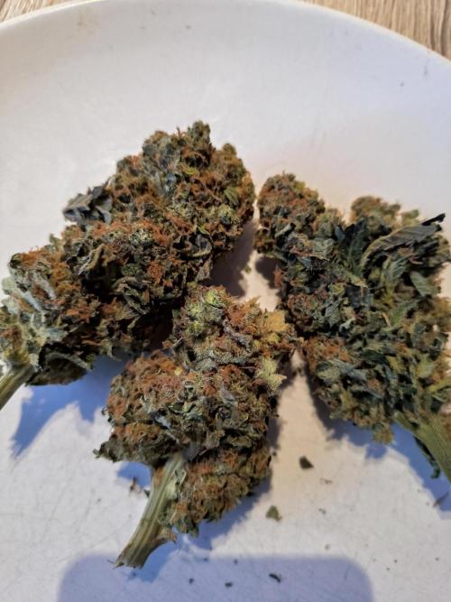 dognabis #15 Dognabiscup Permanent Maker. Week 15