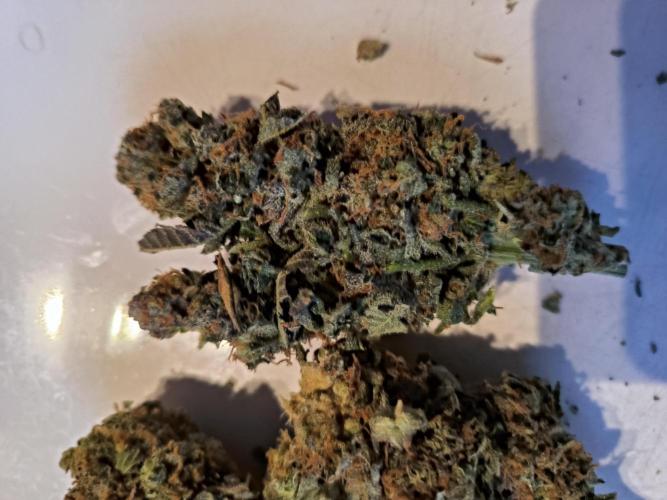 dognabis #15 Dognabiscup Permanent Maker. Week 15