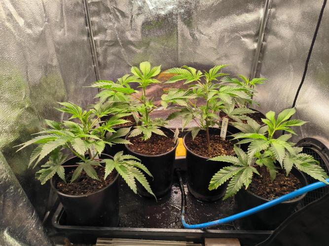 Colorado Nightshifter #11. Week 3