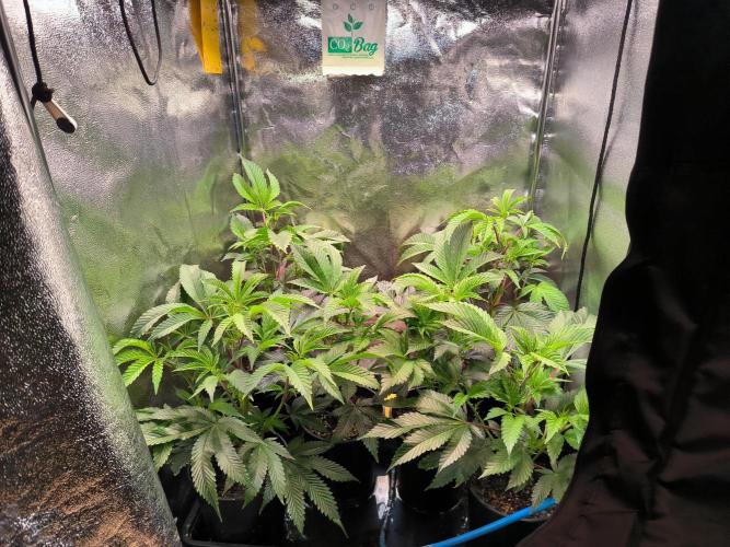 Colorado Nightshifter #11. Week 4