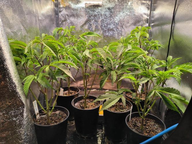 Colorado Nightshifter #11. Week 5