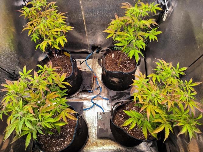 Colorado Nightshifter #11. Week 8
