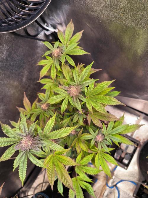 Colorado Nightshifter #11. Week 9