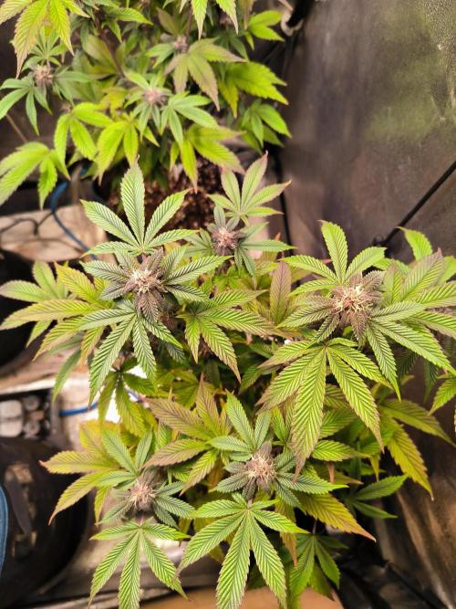 Colorado Nightshifter #11. Week 9