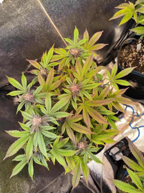 Colorado Nightshifter #11. Week 9