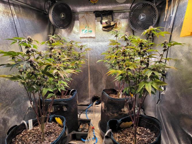 Colorado Nightshifter #11. Week 9