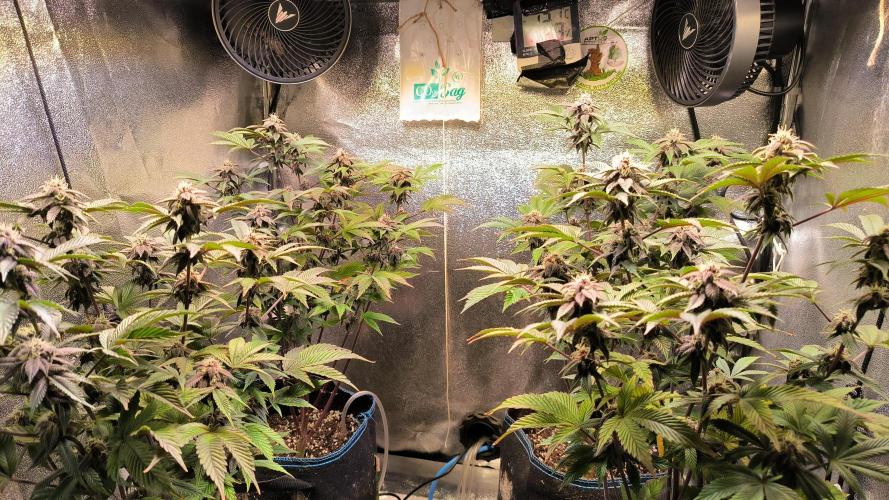 Colorado Nightshifter #11. Week 10