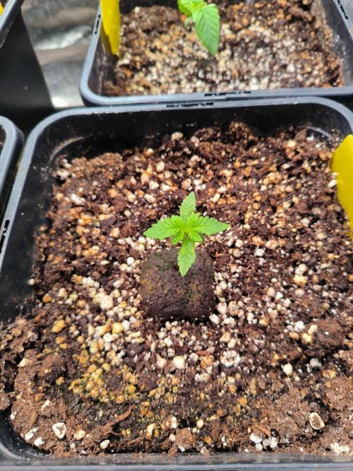 3 schöne strains. Week 0