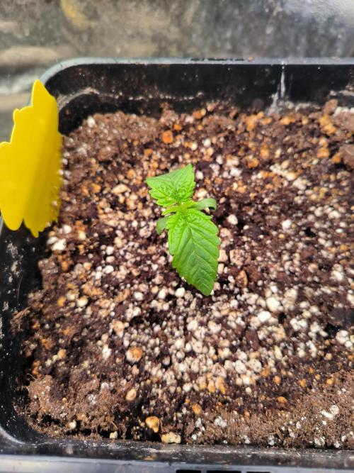 3 schöne strains. Week 0