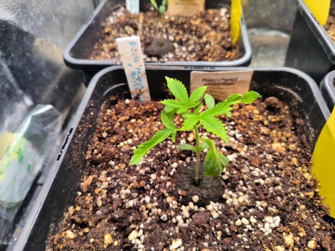 3 schöne strains. Week 0
