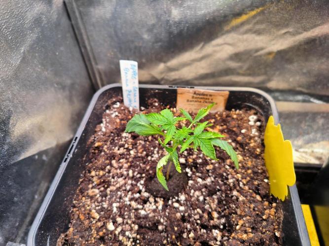 3 schöne strains. Week 0