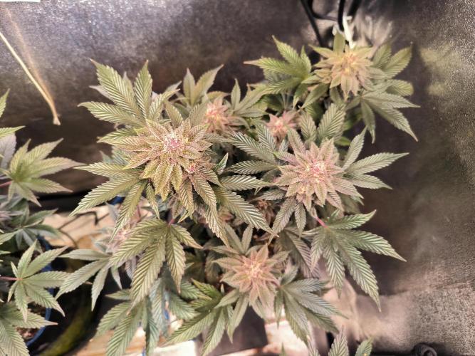 Colorado Nightshifter #11. Week 11