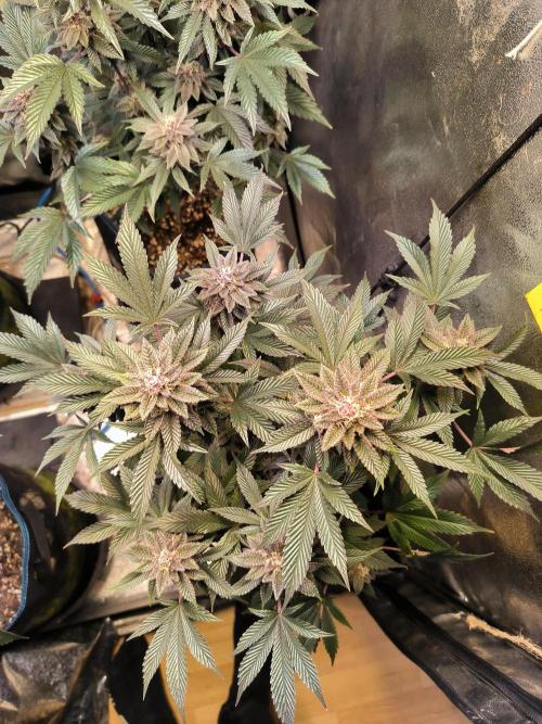 Colorado Nightshifter #11. Week 11